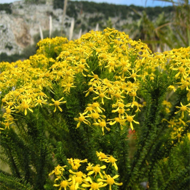 Honey Euryops Euryops virgineus